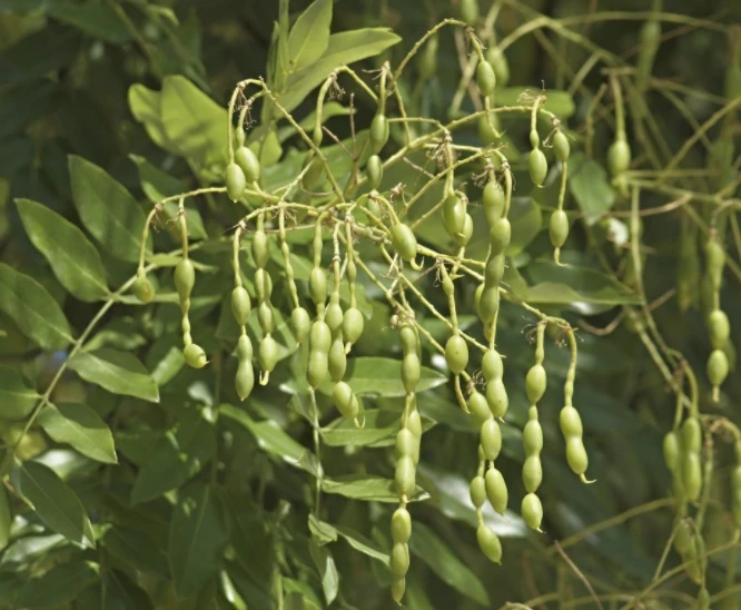 Locust bean gum