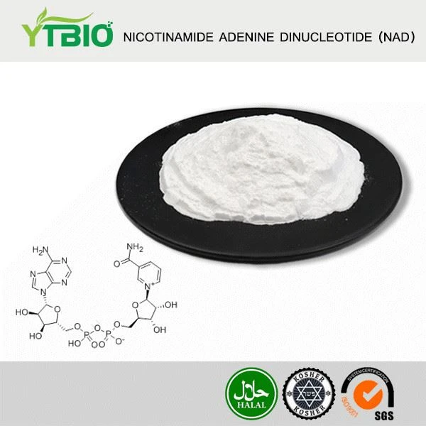 Nikotinamide Adenine Dinucleotide